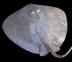 Image result for Himantura uarnak