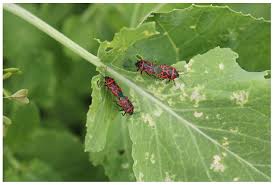 Attēlu rezultāti vaicājumam “Eurydema oleracea imago”