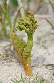 Attēlu rezultāti vaicājumam “Botrychium matricariifolium”