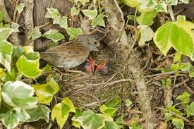 Attēlu rezultāti vaicājumam “Prunella modularis adult”