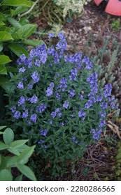 Attēlu rezultāti vaicājumam “Veronica austriaca subsp. teucrium bud”