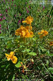 Attēlu rezultāti vaicājumam “Tropaeolum majus flower”
