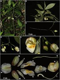 Attēlu rezultāti vaicājumam “Balsaminaceae”