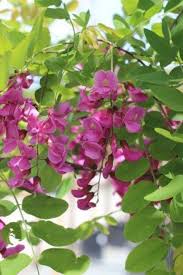 Attēlu rezultāti vaicājumam “Robinia pseudoacacia”
