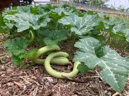 Image result for tromboncino