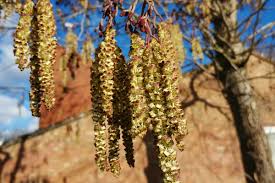 Attēlu rezultāti vaicājumam “Alnus glutinosa flower”