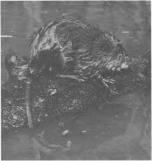 Attēlu rezultāti vaicājumam “Ondatra zibethicus”