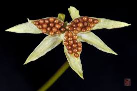 Attēlu rezultāti vaicājumam “Viola arvensis bud”