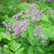 Image result for Pimpinella major