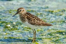 Image result for Calidris minutilla