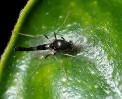 Attēlu rezultāti vaicājumam “Cricotopus”