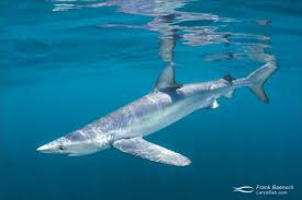 Image result for Prionace glauca