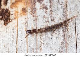 Attēlu rezultāti vaicājumam “Raphidioptera larva”