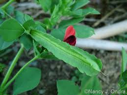 Image result for Lotus tetragonolobus