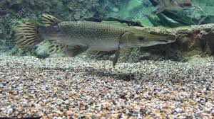 Image result for Atractosteus spatula