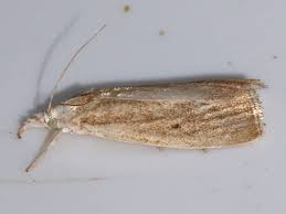 Attēlu rezultāti vaicājumam “Calamotropha paludella”