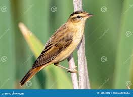 Attēlu rezultāti vaicājumam “Acrocephalus schoenobaenus”