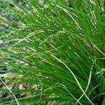 Attēlu rezultāti vaicājumam “Carex elongata”