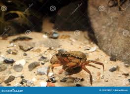 Image result for Hyas coarctatus