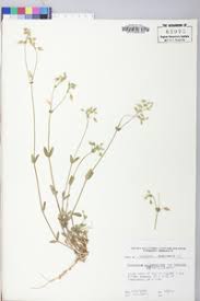 Attēlu rezultāti vaicājumam “Cerastium holosteoides fruit”