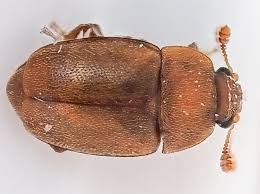 Attēlu rezultāti vaicājumam “Epuraea sp.”