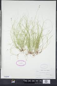 Attēlu rezultāti vaicājumam “Carex disperma”