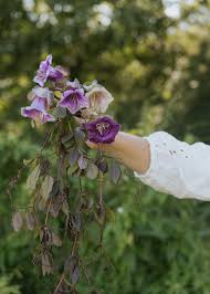 Image result for Glockenrebe