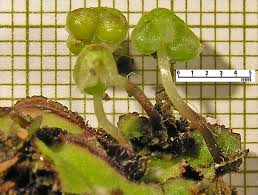 Attēlu rezultāti vaicājumam “Reboulia hemisphaerica”