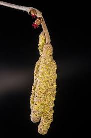 Attēlu rezultāti vaicājumam “Corylus avellana female flower”