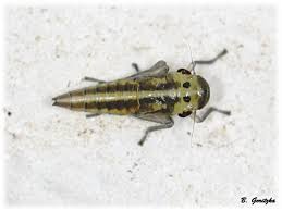 Attēlu rezultāti vaicājumam “Cicadella viridis female”