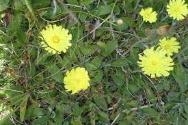 Attēlu rezultāti vaicājumam “Pilosella officinarum leaf”