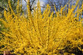 Attēlu rezultāti vaicājumam “Forsythia intermedia”