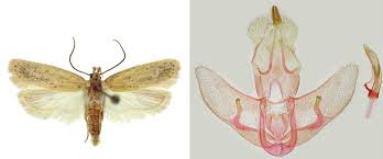Attēlu rezultāti vaicājumam “Depressaria olerella”