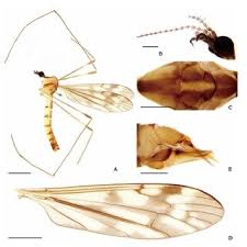 Attēlu rezultāti vaicājumam “Rabdophaga heterobia”