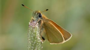 Attēlu rezultāti vaicājumam “Thymelicus lineola male”