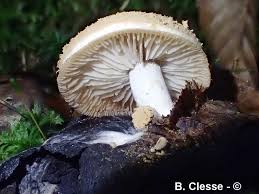 Attēlu rezultāti vaicājumam “Asterophora lycoperdoides”