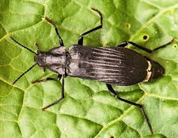 Attēlu rezultāti vaicājumam “Melandrya dubia”