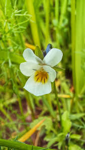 Attēlu rezultāti vaicājumam “Viola arvensis flower”