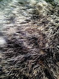 Image result for white rabbit skin texture