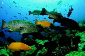 Image result for Polysteganus undulosus