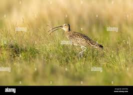 Attēlu rezultāti vaicājumam “Numenius arquata adult”