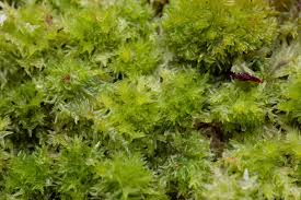 Attēlu rezultāti vaicājumam “Sphagnum compactum”