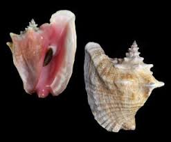 Image result for Aliger gigas