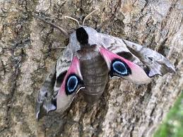 Attēlu rezultāti vaicājumam “Smerinthus ocellata”