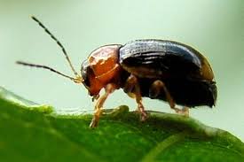 Attēlu rezultāti vaicājumam “Cryptocephalus pusillus”