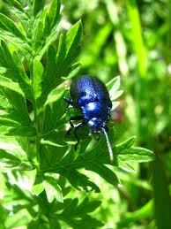 Attēlu rezultāti vaicājumam “Korynetes caeruleus”