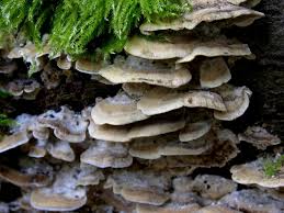 Attēlu rezultāti vaicājumam “Bjerkandera adusta”