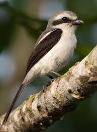 Attēlu rezultāti vaicājumam “Laniidae”