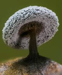 Attēlu rezultāti vaicājumam “Didymium clavus”