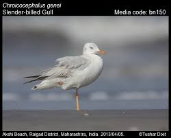 Image result for Chroicocephalus genei